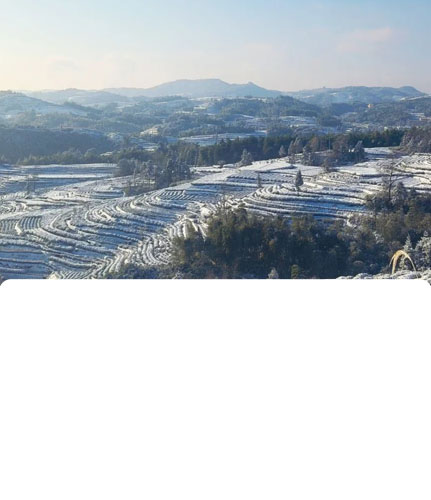 福鼎瑞雪:雪后白茶更鲜甜