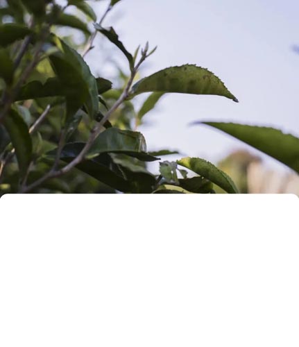 有机春白茶上市在即，如何才能买到高品质好茶？